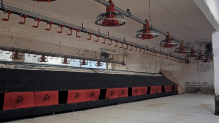 Tanel and chickens. Season 3. (thumbnail 7)